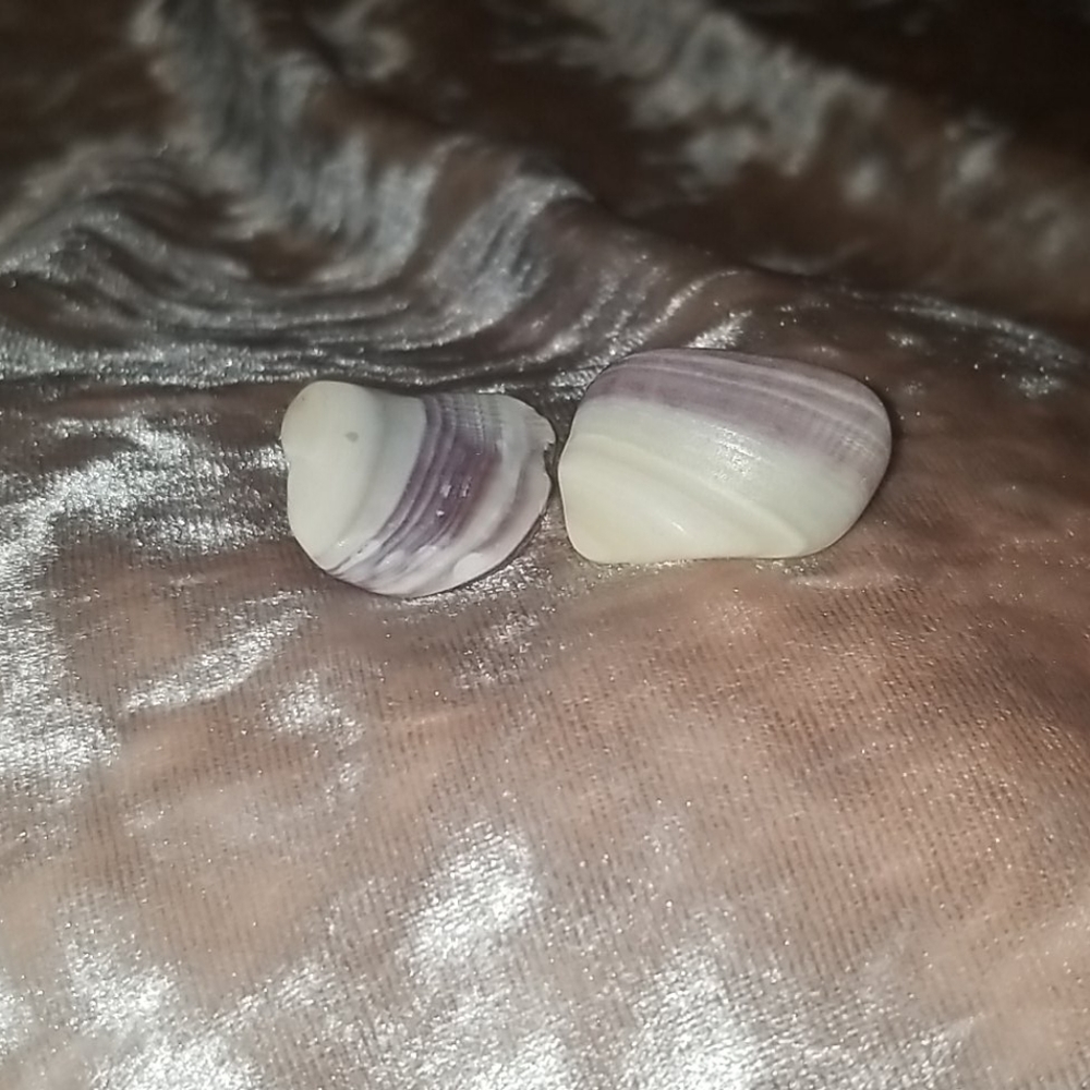 Shell earrings